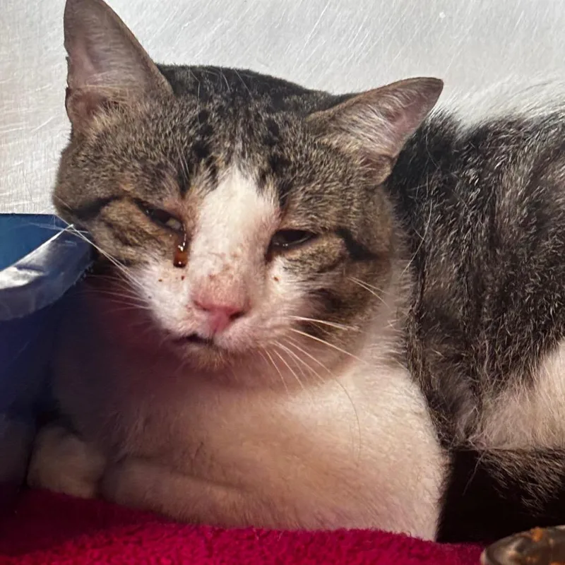 An adult medium-sized male White Domestic Short Hair cat named Spaulding for adoption in Bristol, IN