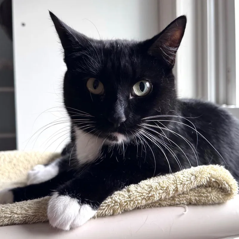 An adult medium-sized female Black Domestic Short Hair cat named Crossip for adoption in Salisbury, MA
