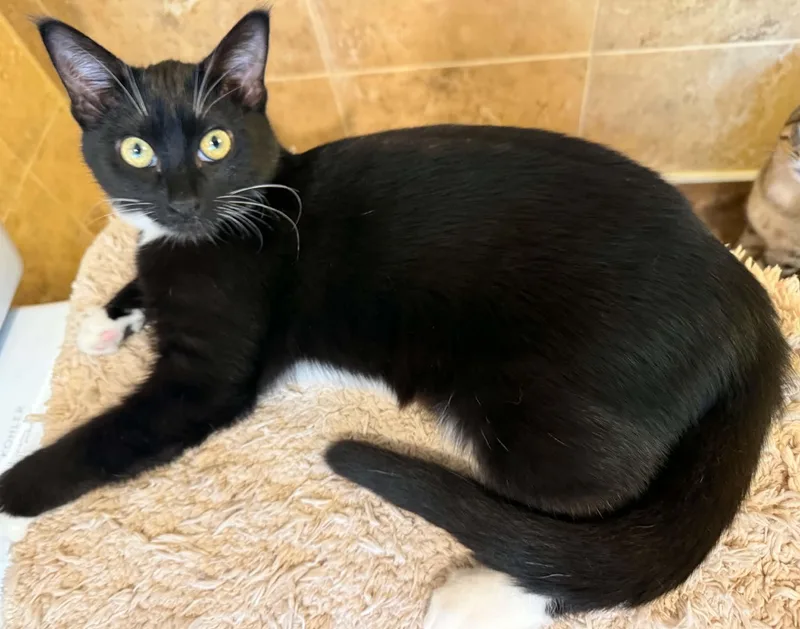 A young medium-sized male Domestic Short Hair cat named Drac for adoption in Blaine, MN