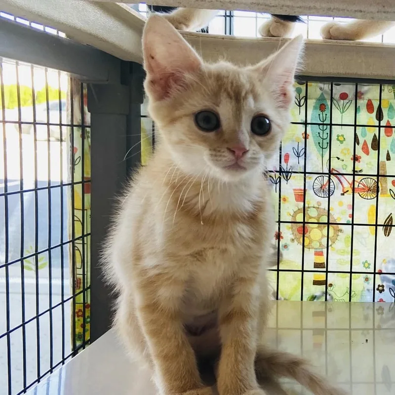 A baby small-sized female Orange / Red Domestic Short Hair cat named Nessie for adoption in Newark, DE