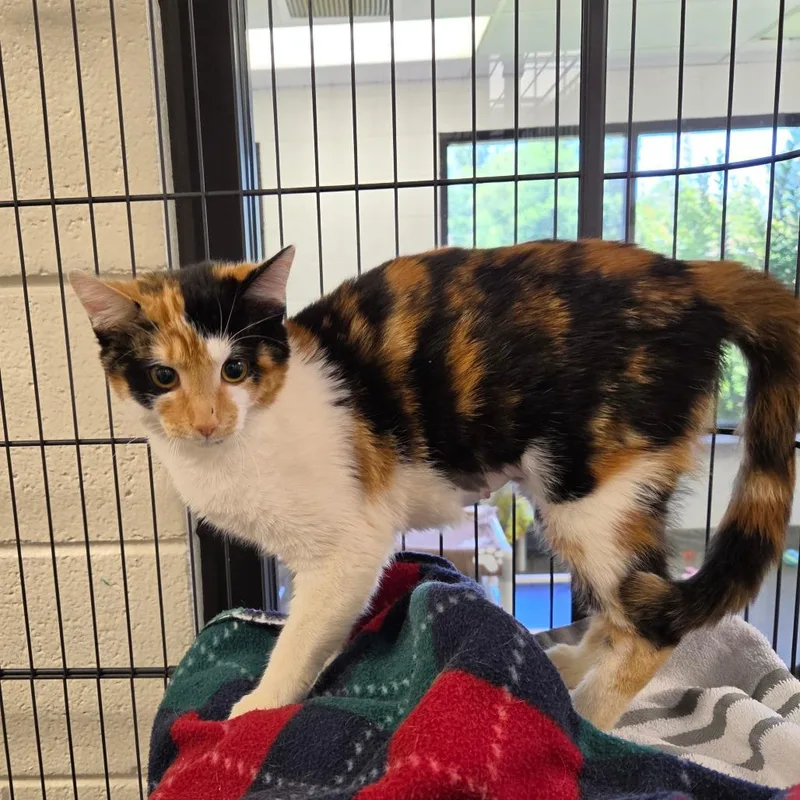 A young medium-sized female Calico Domestic Short Hair cat named Ellen for adoption in Rocky Mount, VA