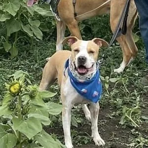 An adult medium-sized female Apricot / Beige American Staffordshire Terrier dog named Kora for adoption in Morgan Hill, CA