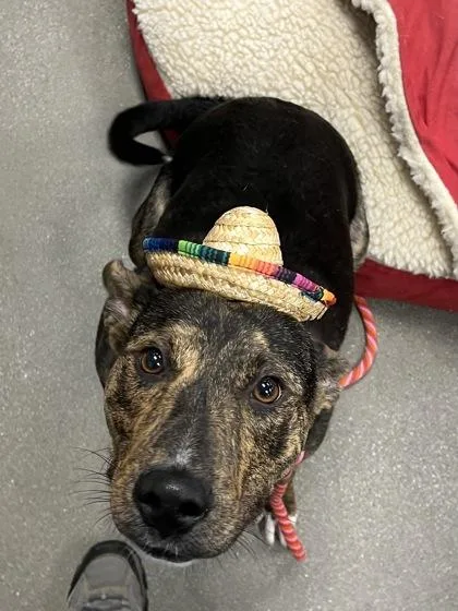 An adult medium-sized male Mountain Cur dog named Bo for adoption in Madison, NJ