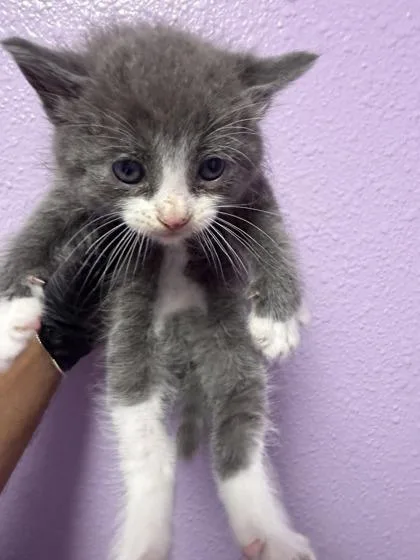 A baby small-sized female Gray / Blue / Silver Domestic Medium Hair cat named 61054167 for adoption in El Paso, TX