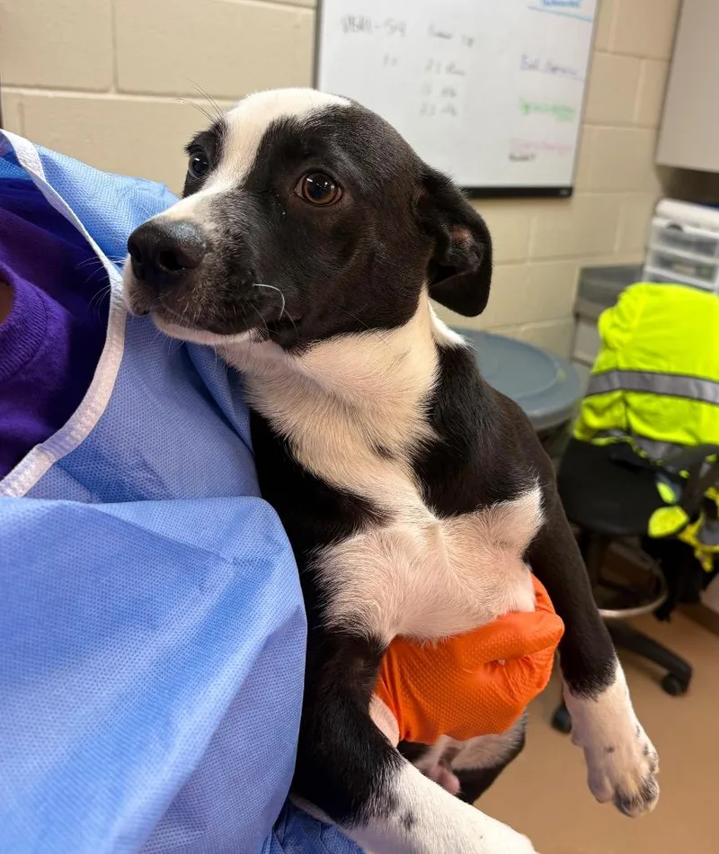 A baby large-sized male Affenpinscher dog named Whole Wheat for adoption in Nacogdoches, TX