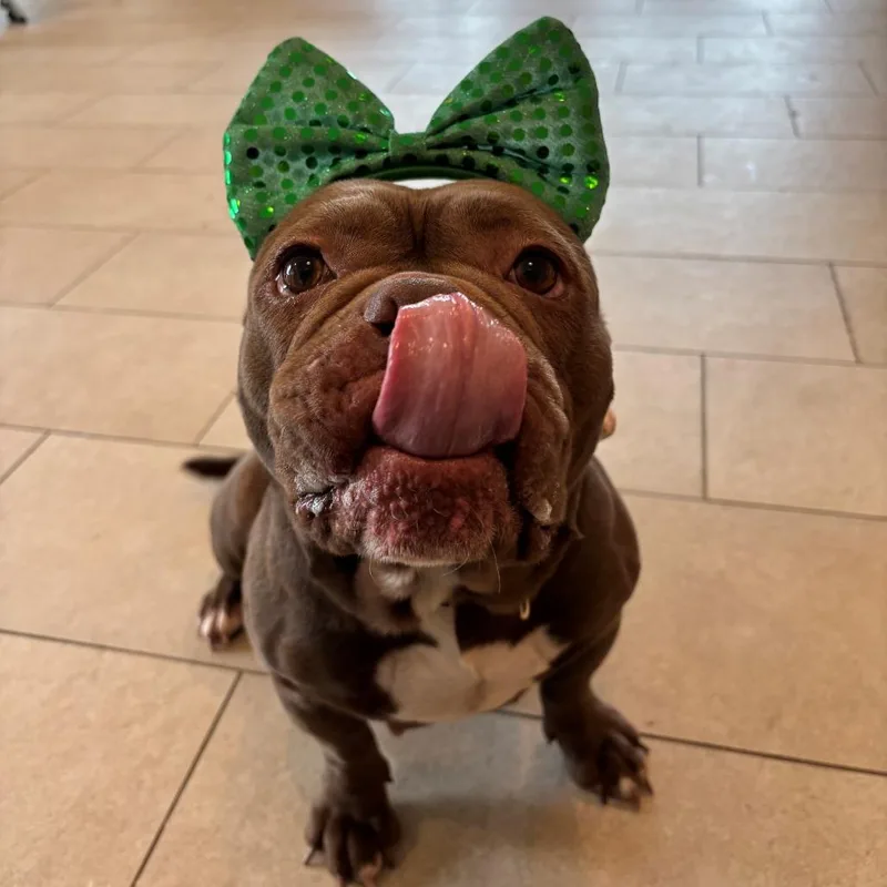 An adult small-sized female Yellow / Tan / Blond / Fawn English Bulldog dog named Coco for adoption in Branford, CT