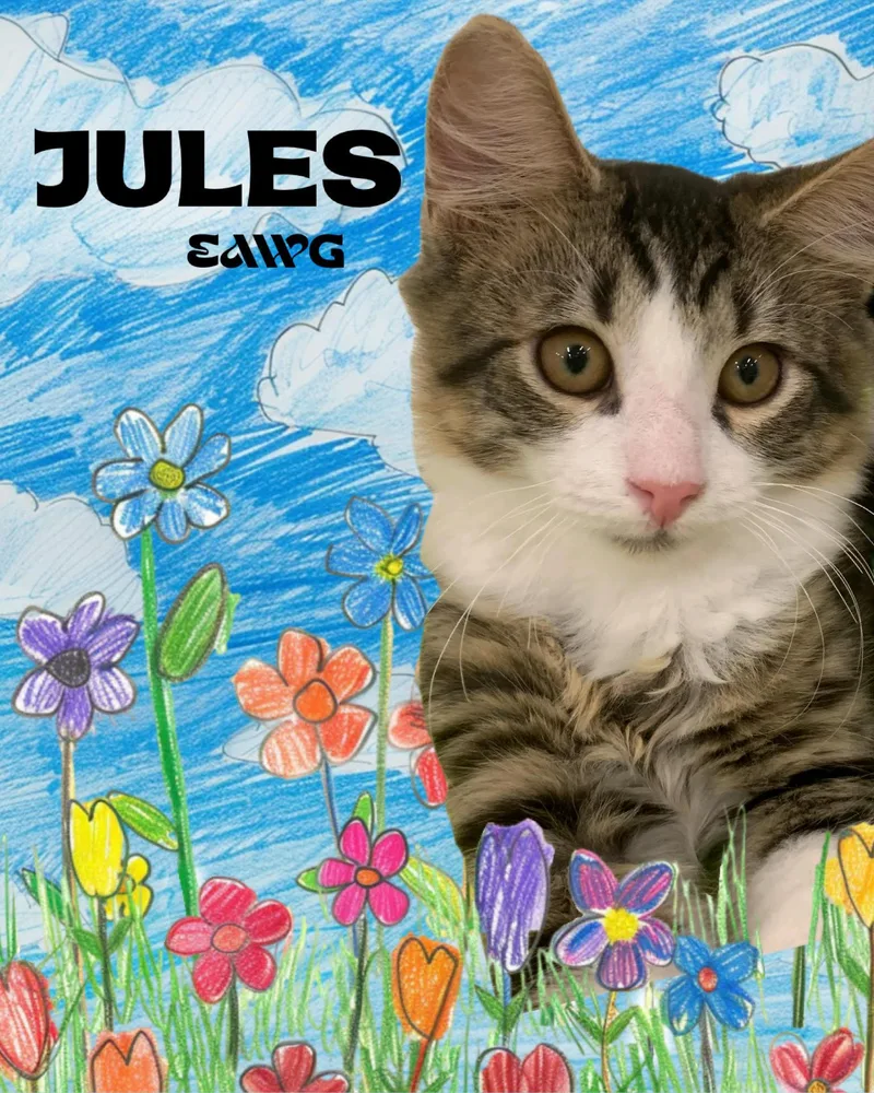 An adult medium-sized female Gray & White Domestic Medium Hair cat named Jules for adoption in Pensacola, FL