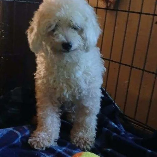 An adult small-sized female White / Cream Poodle dog named Serina for adoption in Chicopee, MA