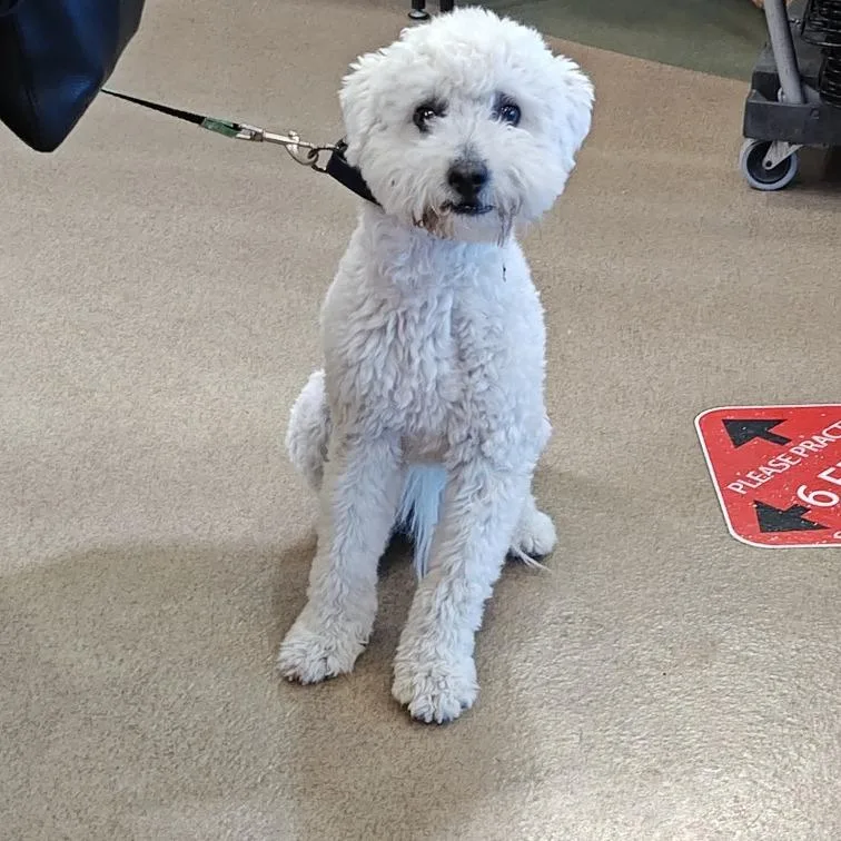 A young medium-sized male Poodle dog named IEPAStray for adoption in Upland, CA