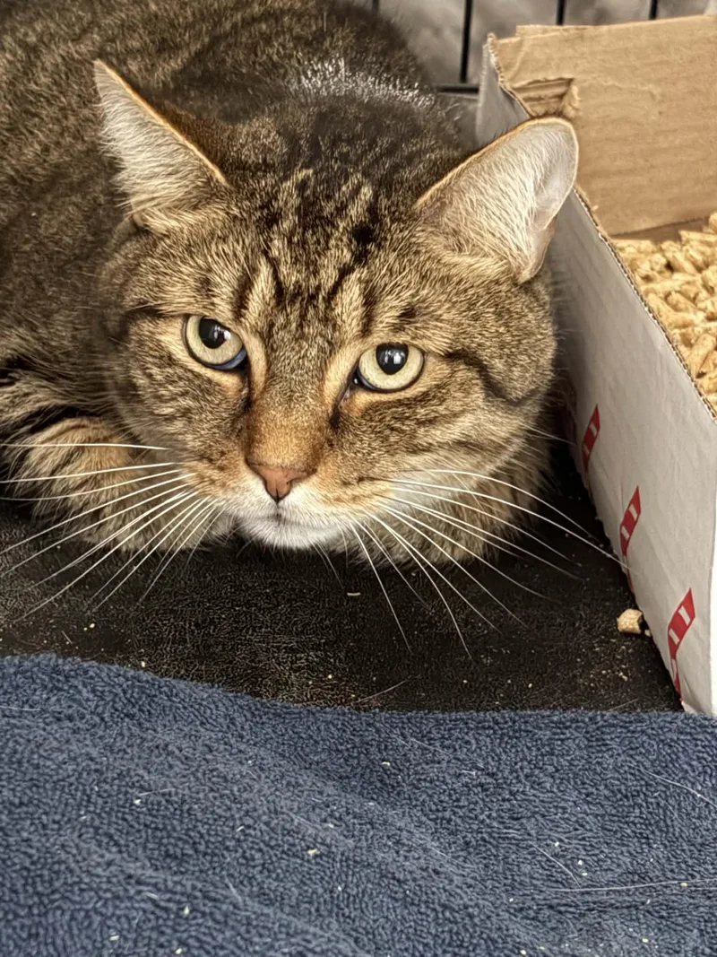 An adult medium-sized male Domestic Short Hair cat named Finn for adoption in Westfield, MA