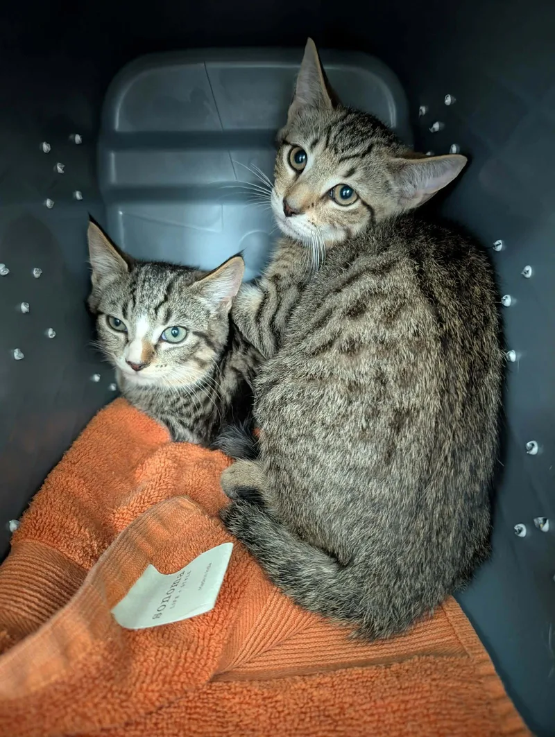 A baby medium-sized male Domestic Short Hair cat named Denim Not at for adoption in Rustburg, VA