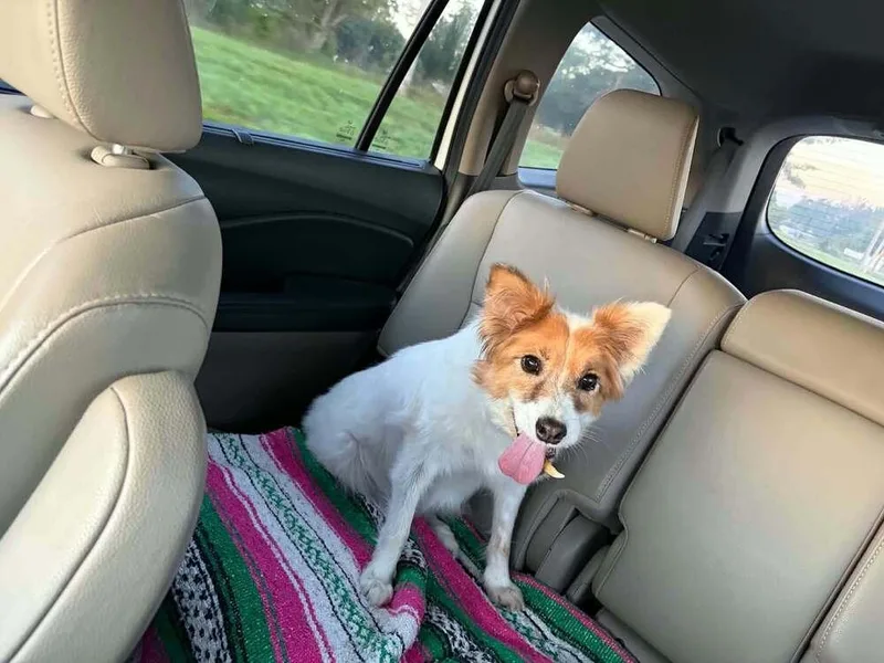 A senior small-sized female Pomeranian dog named Candi for adoption in Aurora, IN