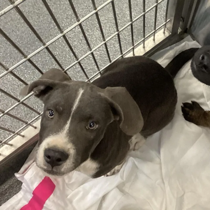 A baby medium-sized male Gray / Blue / Silver Terrier dog named Jasper for adoption in Montgomery, AL