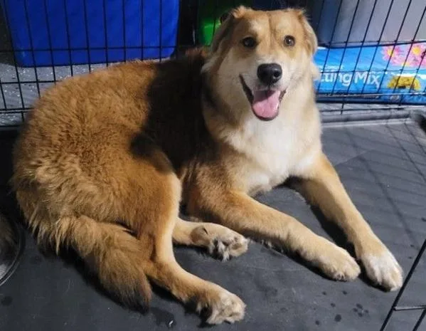 A young medium-sized female Australian Shepherd dog named Foxy for adoption in Austin, TX