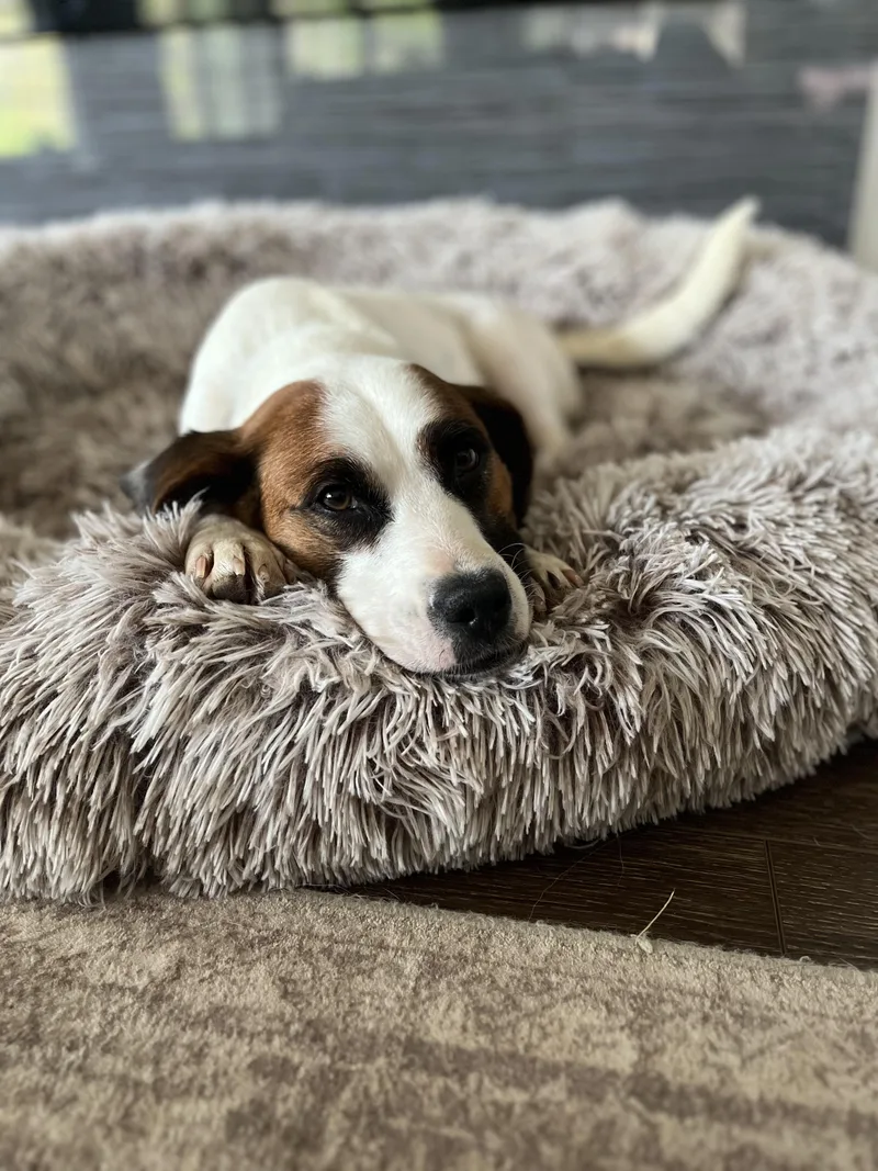 An adult medium-sized female Retriever dog named Ramona for adoption in Pawleys Island, SC