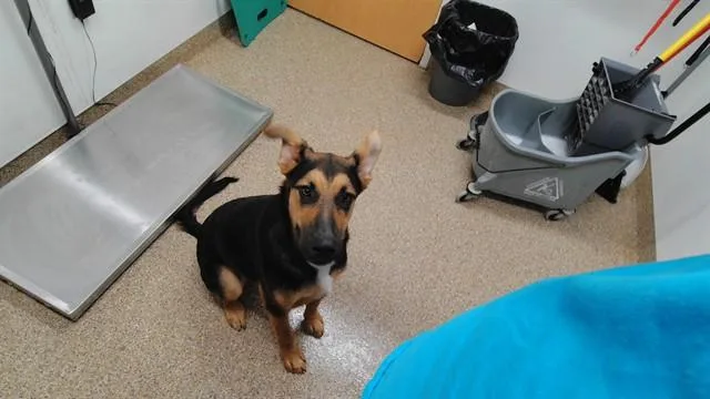 Scout