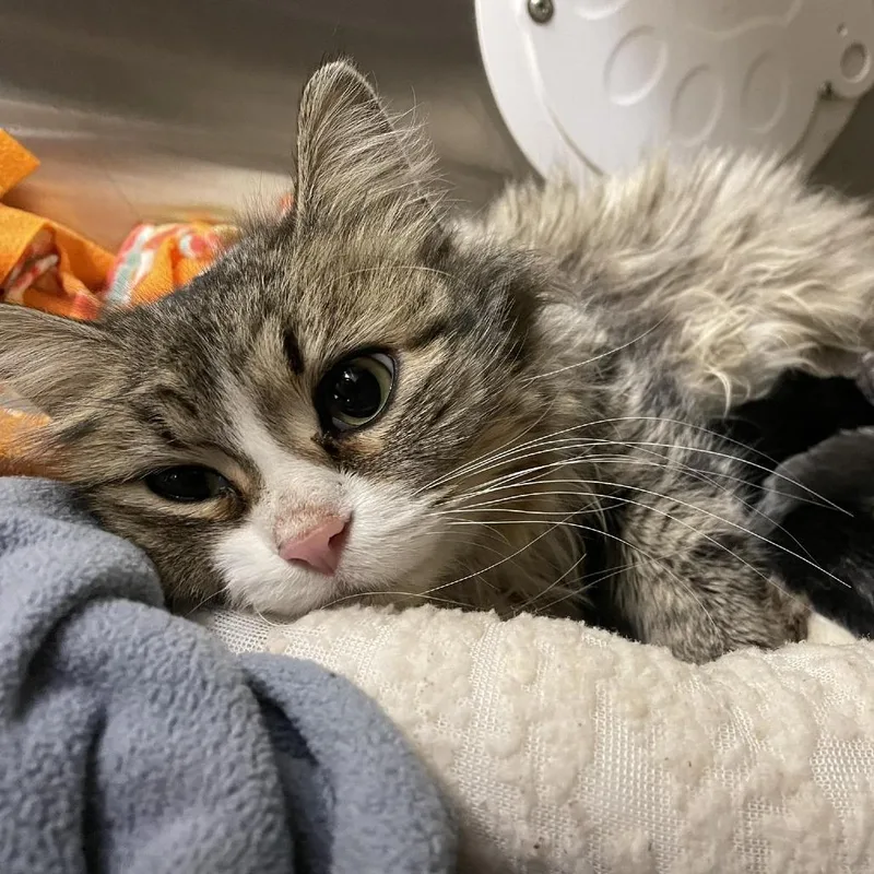 A young medium-sized female Brown / Chocolate Domestic Long Hair cat named Mama Delite C for adoption in Princeton, MN