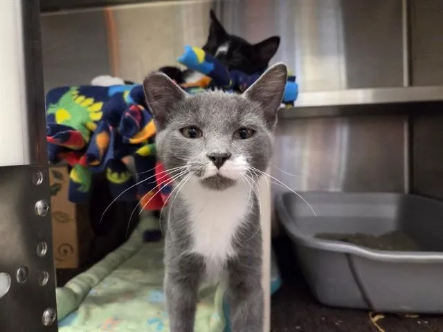 A baby small-sized female Domestic Short Hair cat named Pip for adoption in Ames, IA