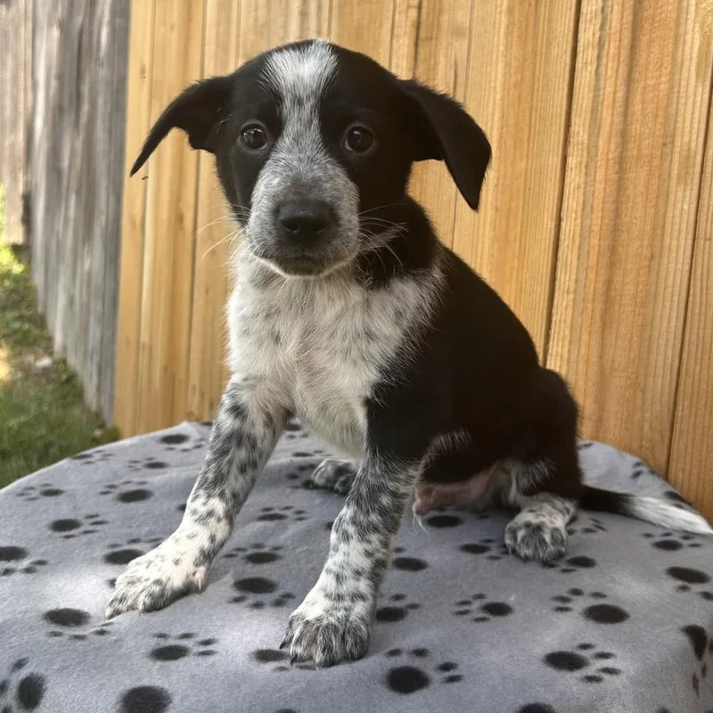 A baby small-sized male Black Australian Cattle Dog / Blue Heeler dog named Orbiter for adoption in Cincinnati, OH
