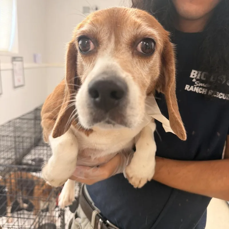 An adult small-sized female Yellow / Tan / Blond / Fawn Beagle dog named AB aka for adoption in LOXAHATCHEE, FL