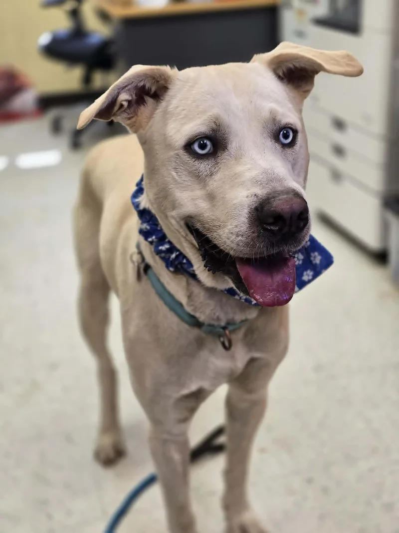 An adult large-sized male White / Cream Labrador Retriever dog named Snoopy for adoption in Grants Pass, OR