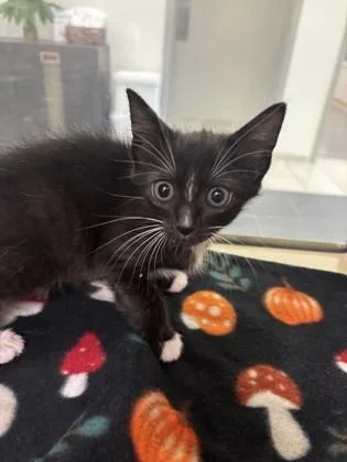 A baby small-sized female Domestic Short Hair cat named Prada for adoption in Daphne, AL