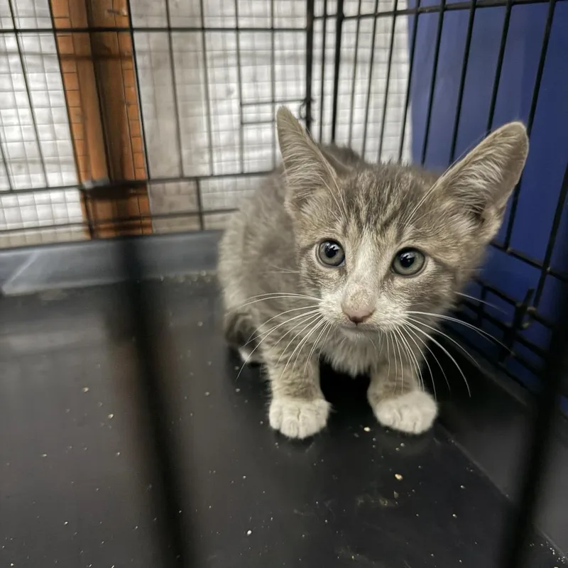 A baby small-sized male Domestic Short Hair cat named PacMan for adoption in Los Angeles, CA