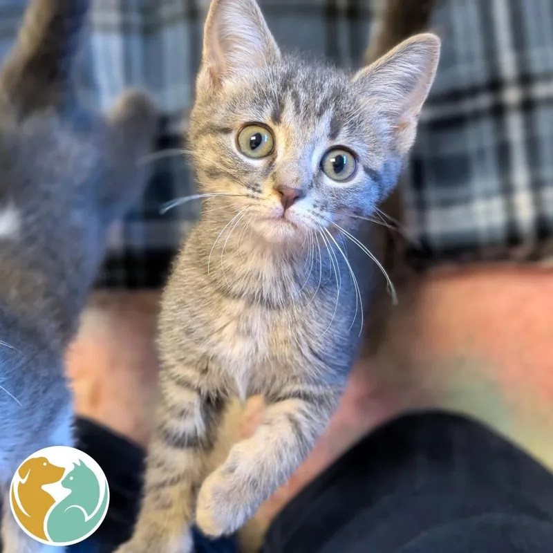 A baby small-sized female Gray / Blue / Silver Domestic Short Hair cat named Wednesday for adoption in Toledo, OH