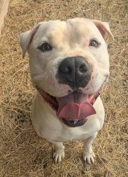 An adult large-sized male White / Cream American Bulldog dog named Chonk for adoption in Jackson, GA