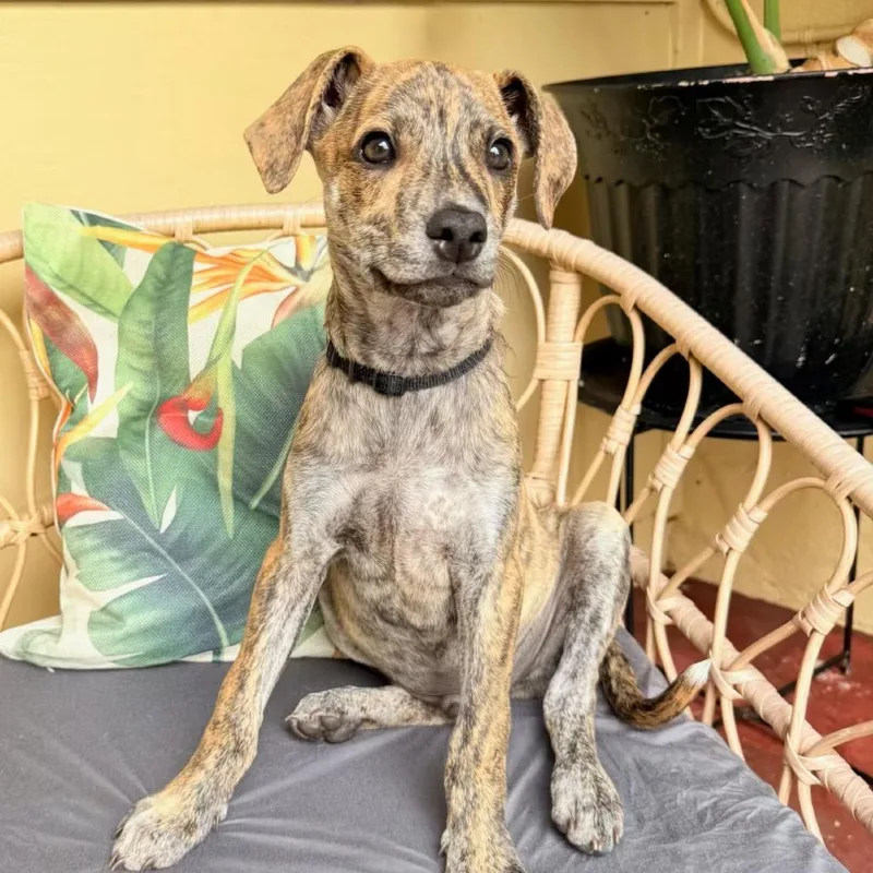 A baby small-sized male Brindle Coonhound dog named Bingo for adoption in Wahiawa, HI