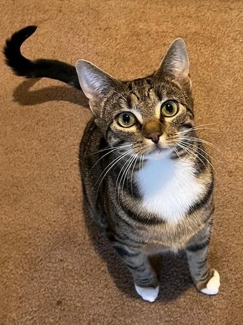 A young medium-sized female Tabby (Brown / Chocolate) Domestic Short Hair cat named Carmen Sandiego And Kim for adoption in Seattle, WA