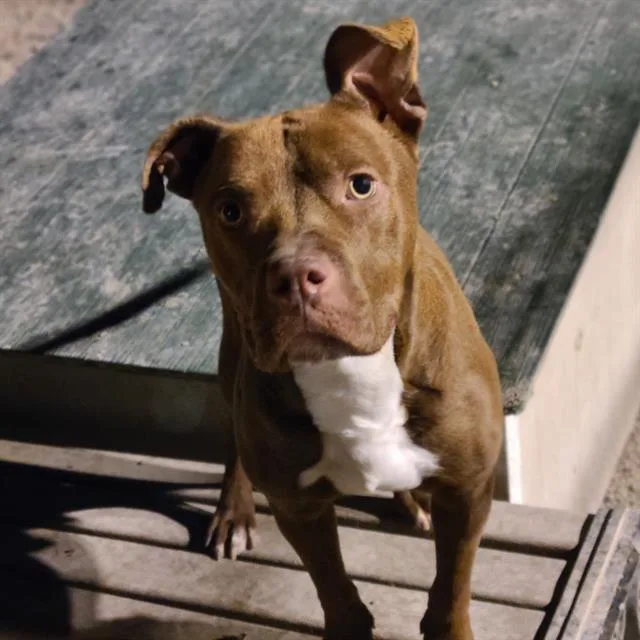 An adult large-sized male Pit Bull Terrier dog named Hunter for adoption in Indianapolis, IN