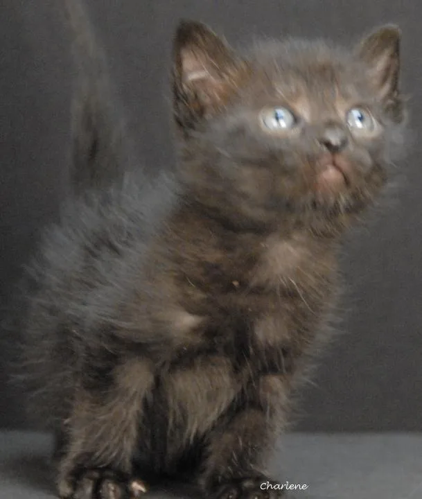A baby medium-sized male Black Domestic Short Hair cat named Walden for adoption in Newland, NC