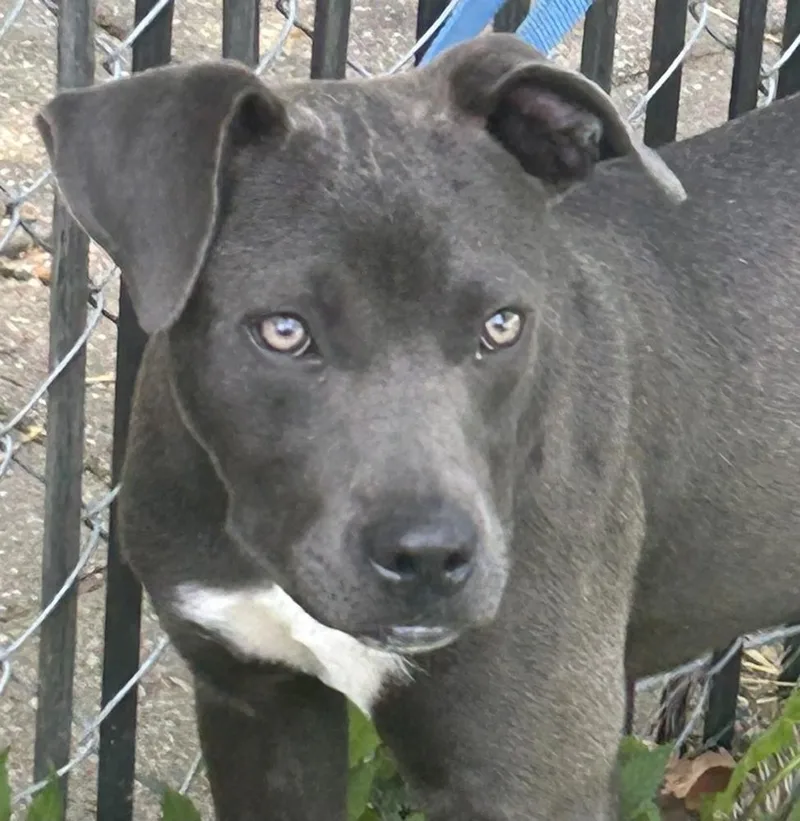 A young medium-sized female Gray / Blue / Silver Terrier dog named Silvey A enduring for adoption in Green Ridge, MO