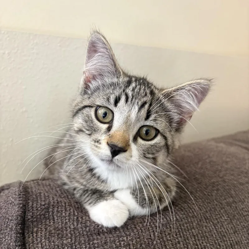 A baby small-sized male Brown / Chocolate Domestic Short Hair cat named Oakley for adoption in Mondovi, WI