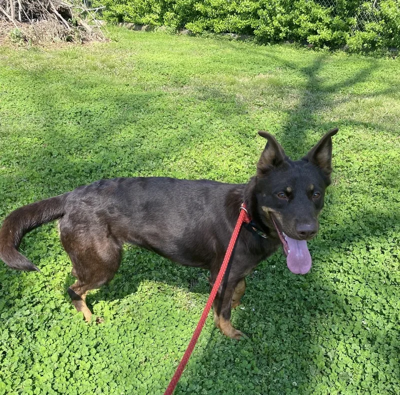 An adult medium-sized female Black German Shepherd Dog dog named Tatum for adoption in Hartwell, GA