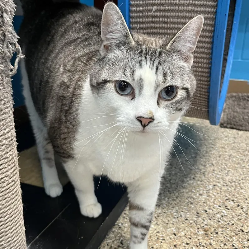 Snowball thumbnail 2