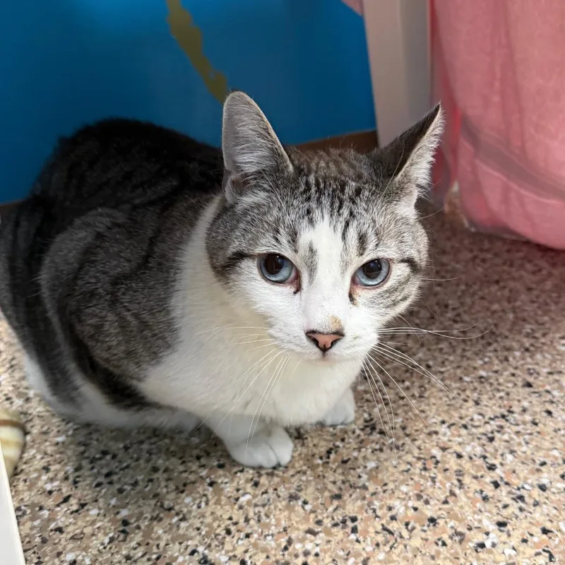 Snowball thumbnail 3