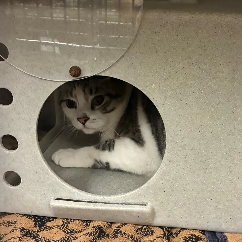 Snowball thumbnail 4