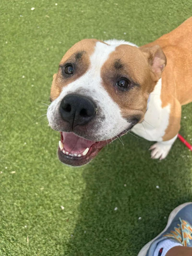 A young medium-sized female Yellow / Tan / Blond / Fawn Pit Bull Terrier dog named Erica for adoption in Cleveland, OH