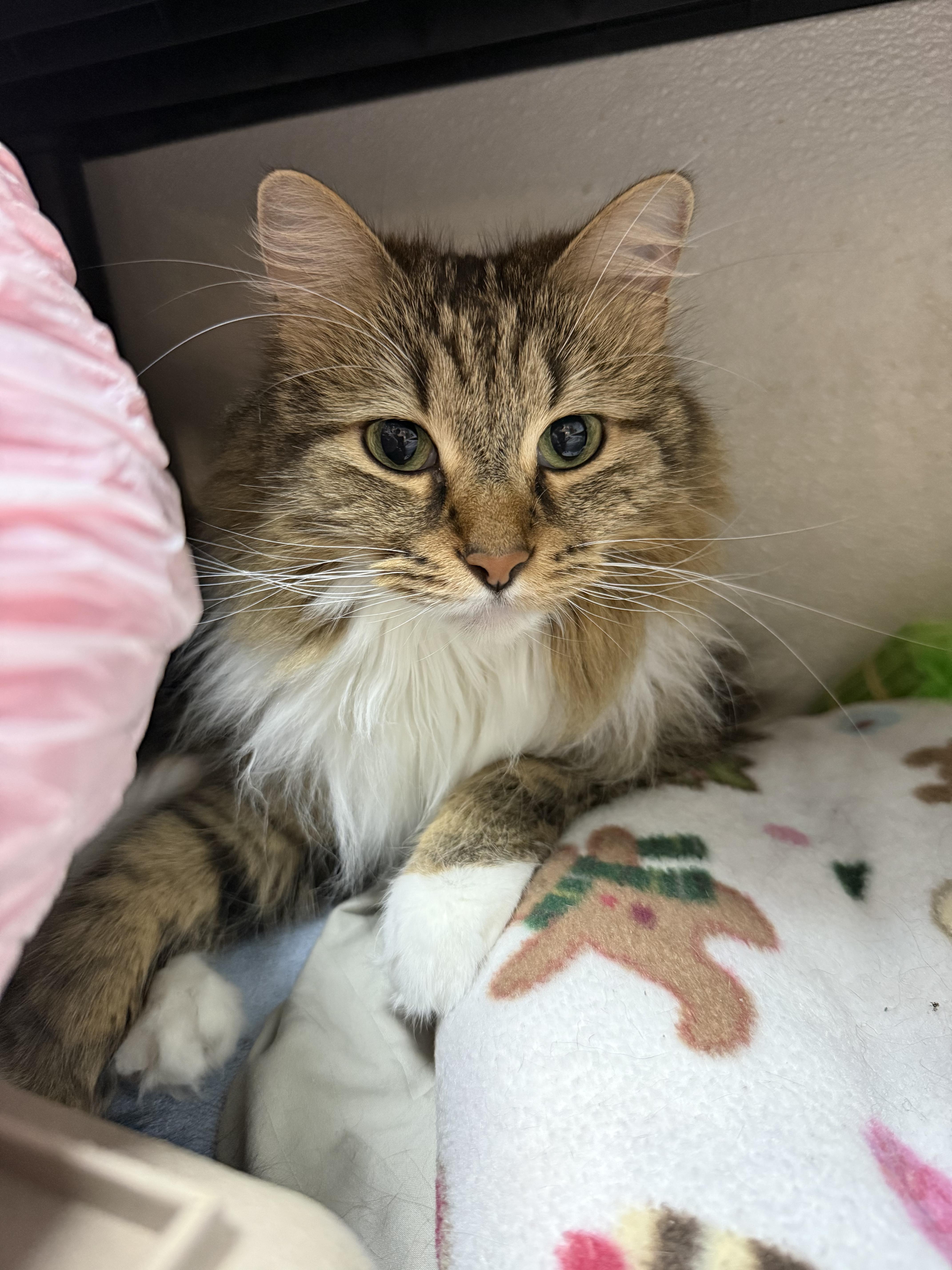 A young medium-sized male Tabby (Brown / Chocolate) Domestic Long Hair cat named Boots for adoption in Worcester, MA