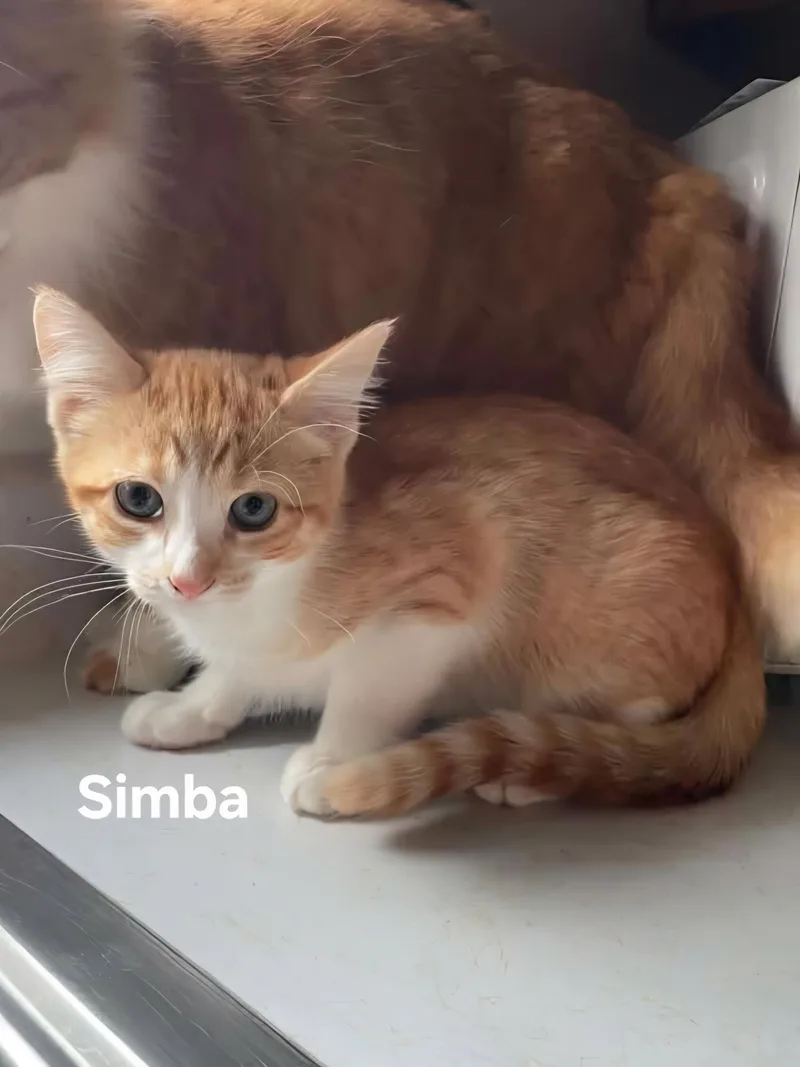 A baby medium-sized male Black & White / Tuxedo Domestic Medium Hair cat named Figaro & Simba & for adoption in Chicopee, MA