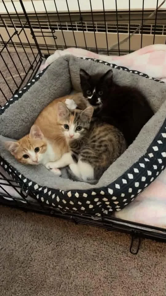 Figaro & Simba & thumbnail 2