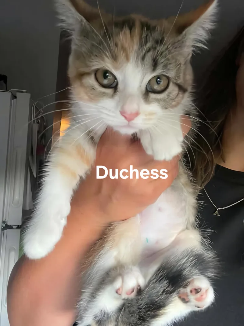 Figaro & Simba & thumbnail 3