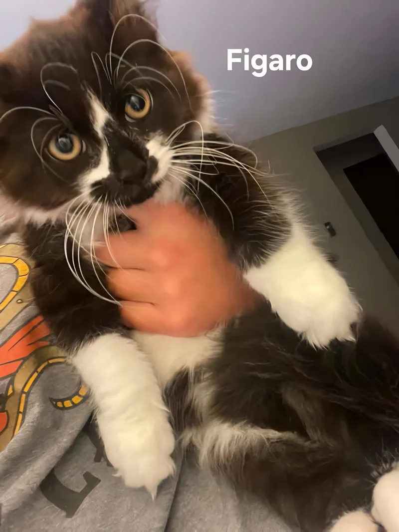 Figaro & Simba & thumbnail 4
