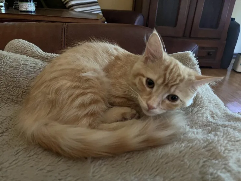 A young medium-sized female Orange / Red Domestic Medium Hair cat named Maddie for adoption in O'Fallon, MO