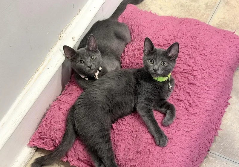 A baby small-sized female Domestic Short Hair cat named Zoe for adoption in Philadelphia, PA