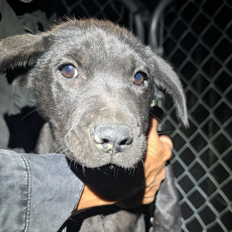 A baby small-sized male Black Mixed Breed dog named Basen for adoption in Park City, UT