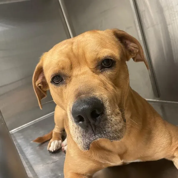 An adult large-sized male Bullmastiff dog named Marley for adoption in Des Moines, IA