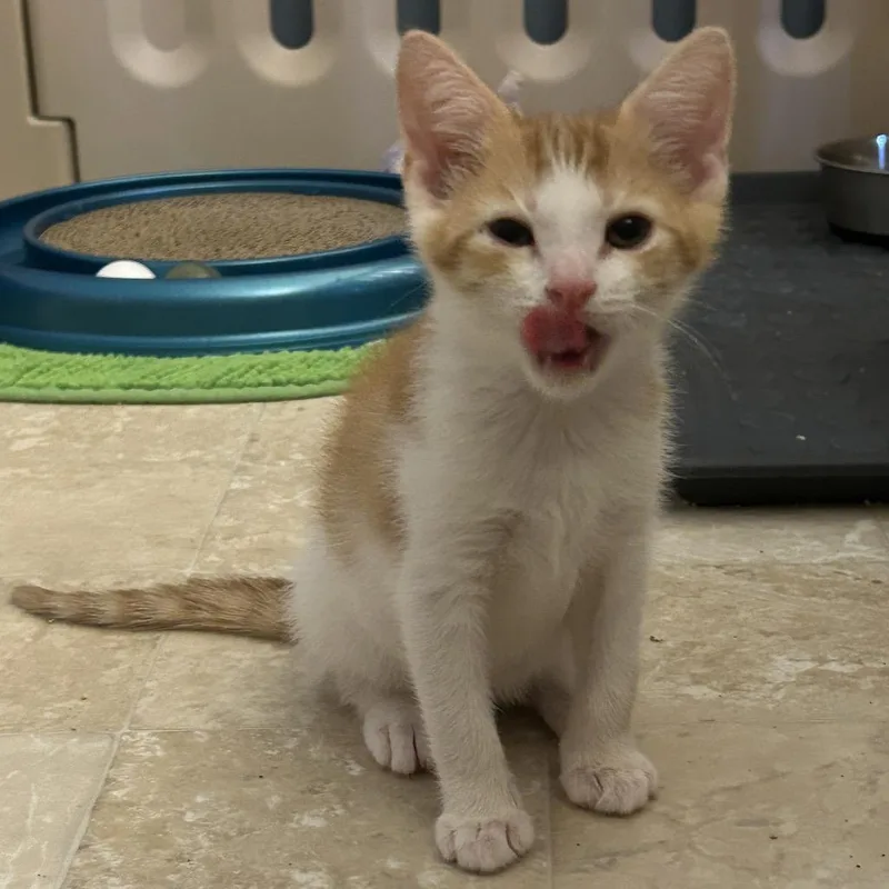 A baby small-sized male Orange / Red Domestic Short Hair cat named Aegon for adoption in Bel Air, MD